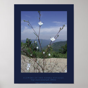 FLowers of the Sierra Nevadas Poster