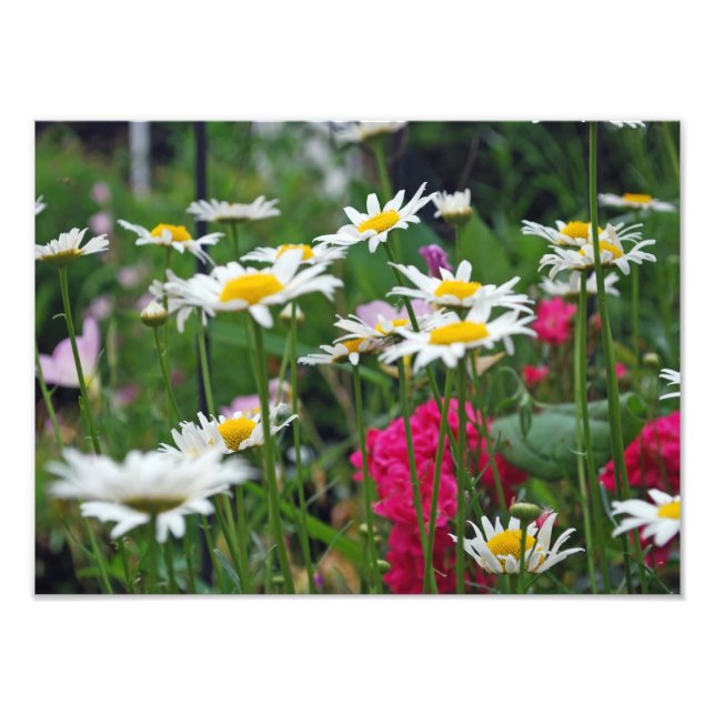 Flowers of the world photo print (Front)