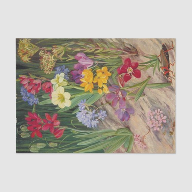 Flowers of Tulbagh, South Africa by Marianne North Tissue Paper (Front)