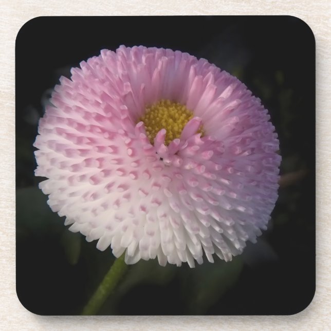 flowers on black - rosa Bellis Coaster (Front)
