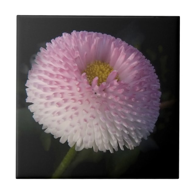 flowers on black - rosa Bellis Tile (Front)