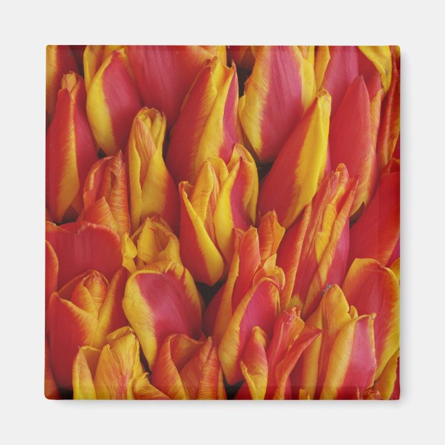 Flowers on float celebrating Queen's Day, a Magnet (Front)