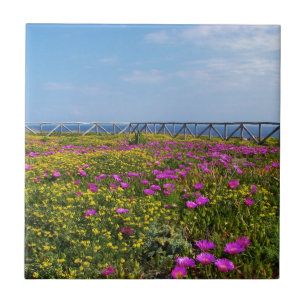Flowers on Pandateria. Tile