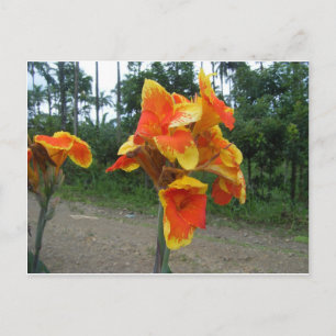 Flowers on plants, Costa Rica. Postcard