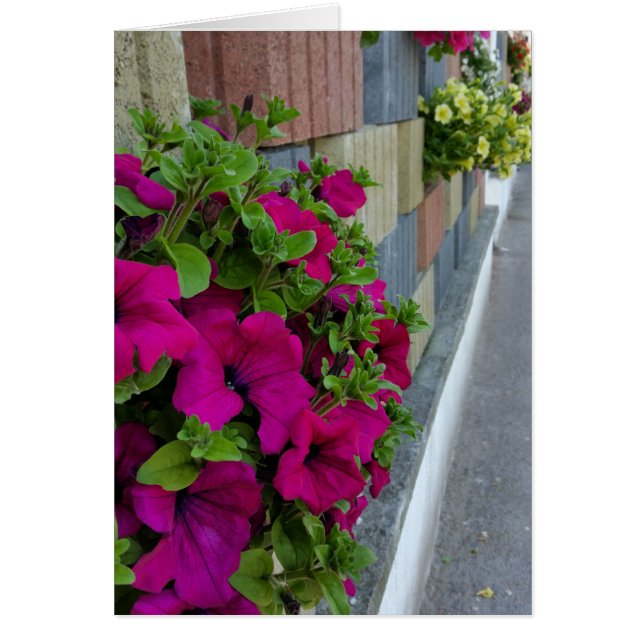 flowers on sidewalk (Front)