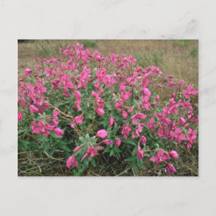 Flowers on the tundra, Alaska Pink flowers Postcard
