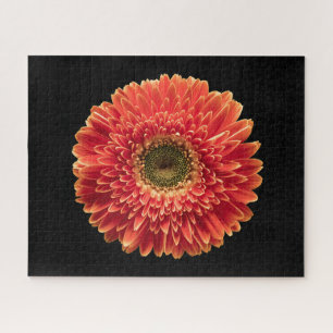 Flowers Orange Gerbera Daisy Jigsaw Puzzle