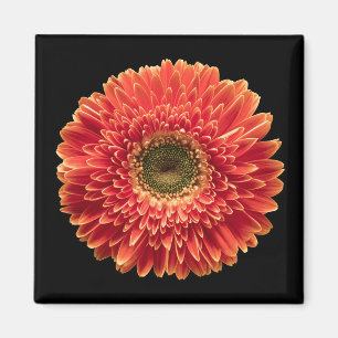 Flowers Orange Gerbera Daisy Magnet