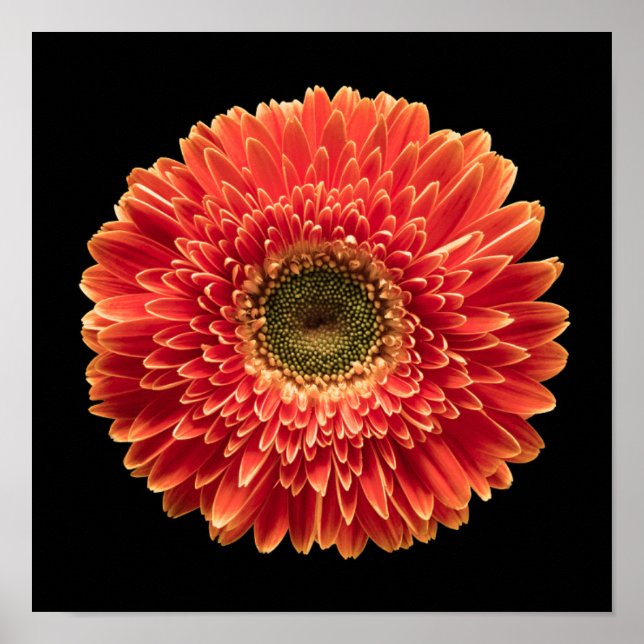 Flowers | Orange Gerbera Daisy Poster (Front)