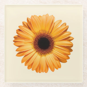 Flowers Orange Gerbera Glass Coaster