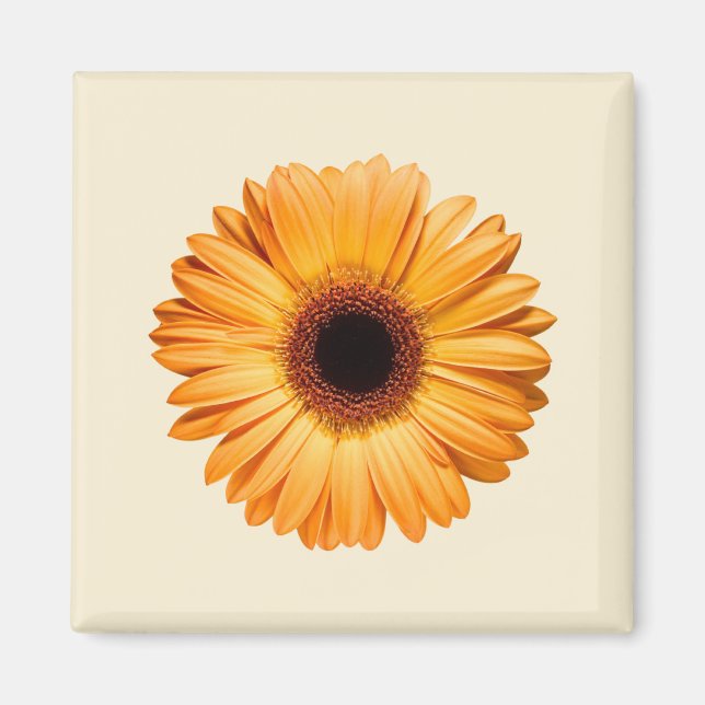 Flowers | Orange Gerbera Magnet (Front)
