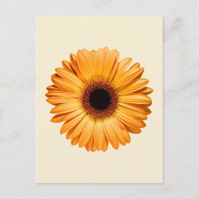 Flowers | Orange Gerbera Postcard (Front)