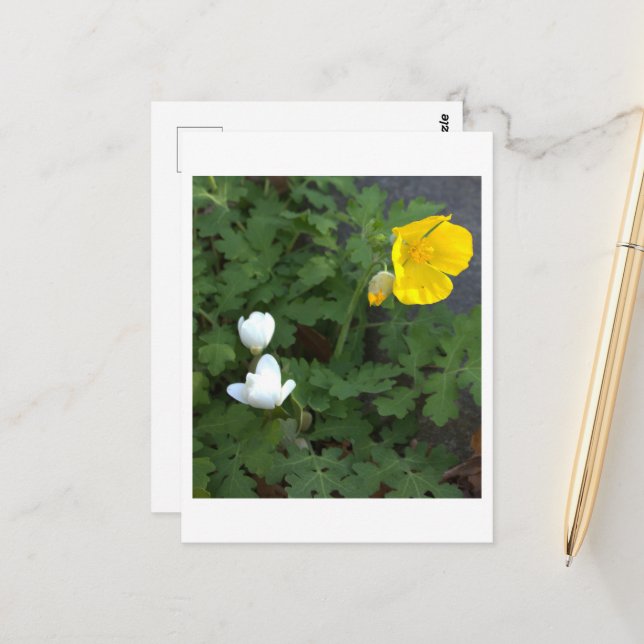  Flowers Photo Postcard (Front/Back In Situ)