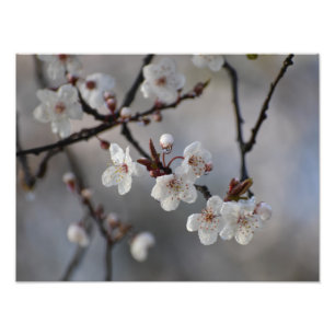 Flowers Photo Print
