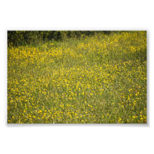 Flowers Photo Print