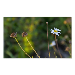 Flowers Photo Print
