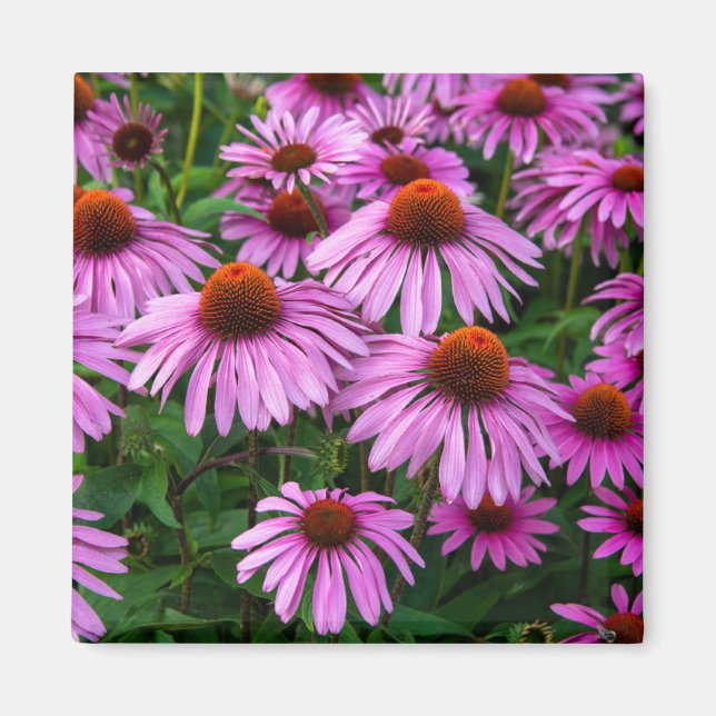 Flowers | Pink Coneflower Garden Magnet (Front)