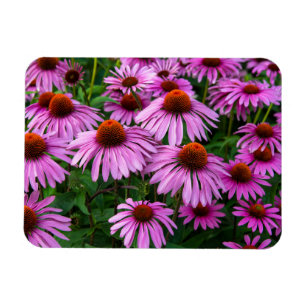 Flowers   Pink Coneflower Garden Magnet
