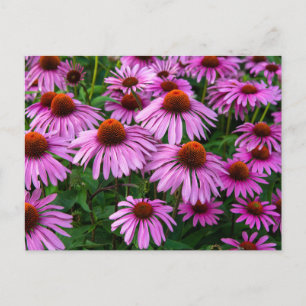 Flowers   Pink Coneflower Garden Postcard