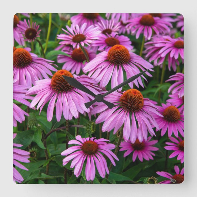 Flowers | Pink Coneflower Garden Square Wall Clock (Front)