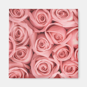 Flowers Pink Roses Magnet