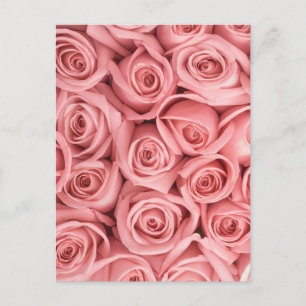 Flowers Pink Roses Postcard