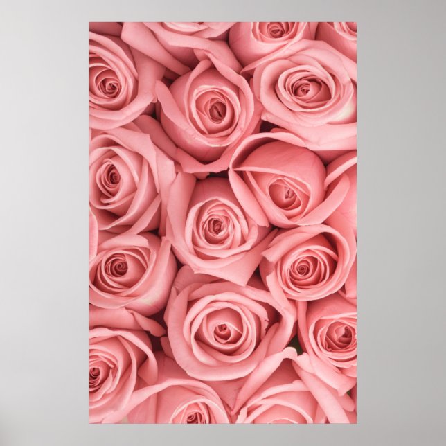 Flowers | Pink Roses Poster (Front)