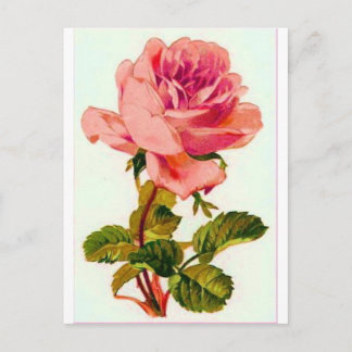 Flowers Postcard