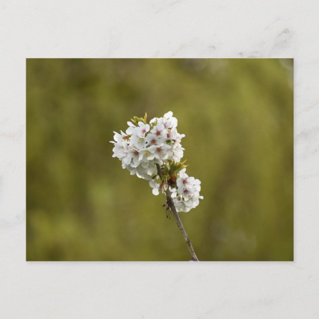 Flowers Postcard (Front)