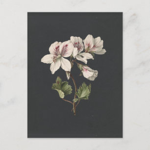 Flowers Postcard