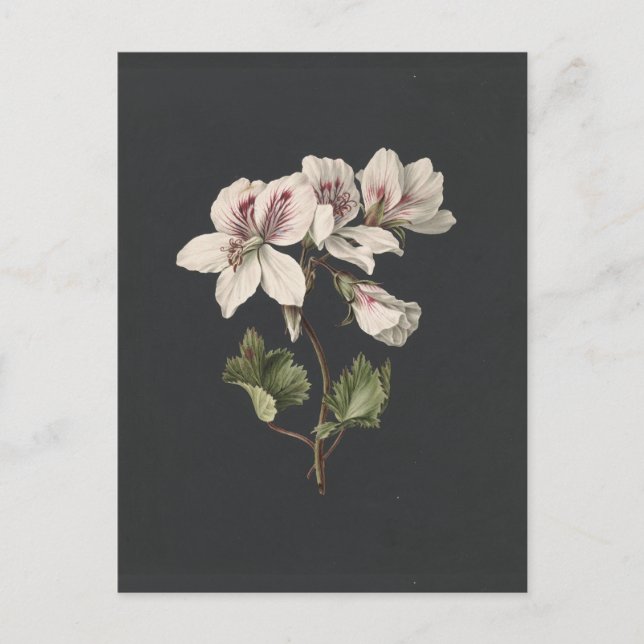 Flowers Postcard (Front)