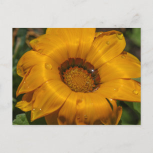 Flowers Postcard