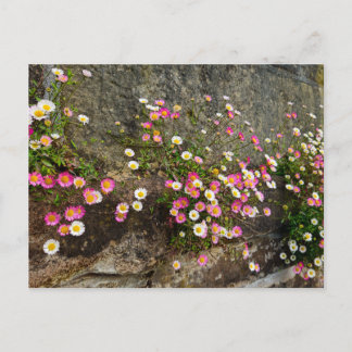 Flowers postcard