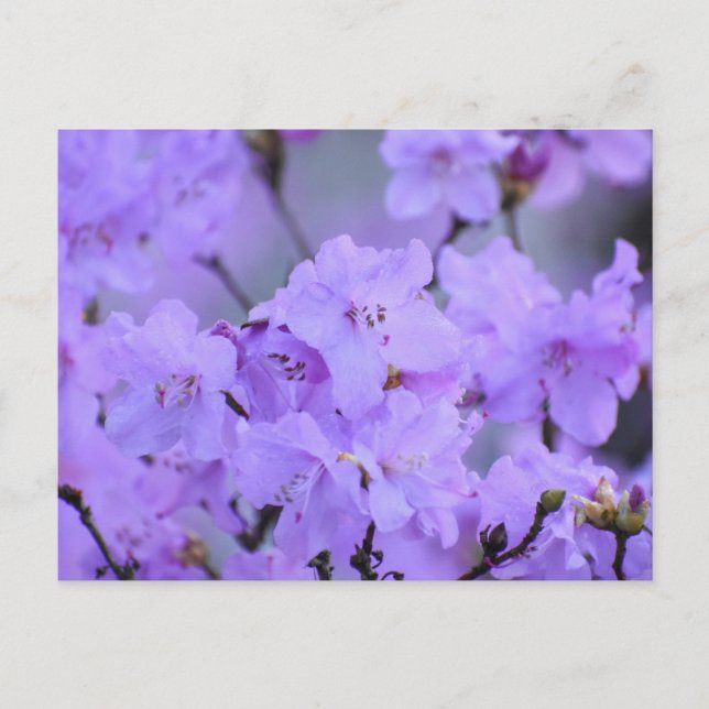 Flowers Postcard (Front)