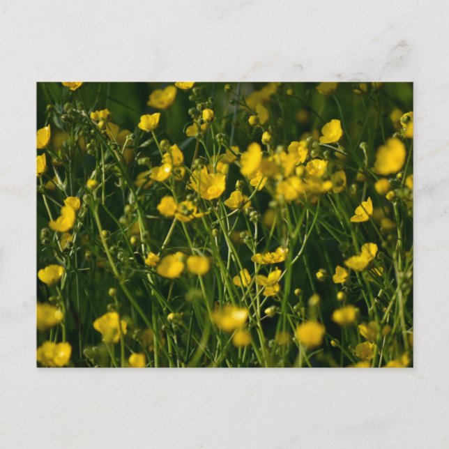 Flowers Postcard (Front)