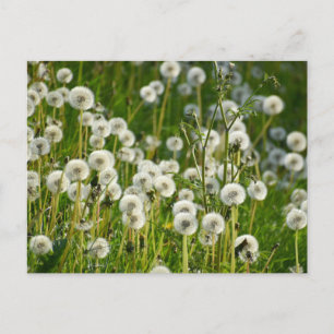 Flowers Postcard