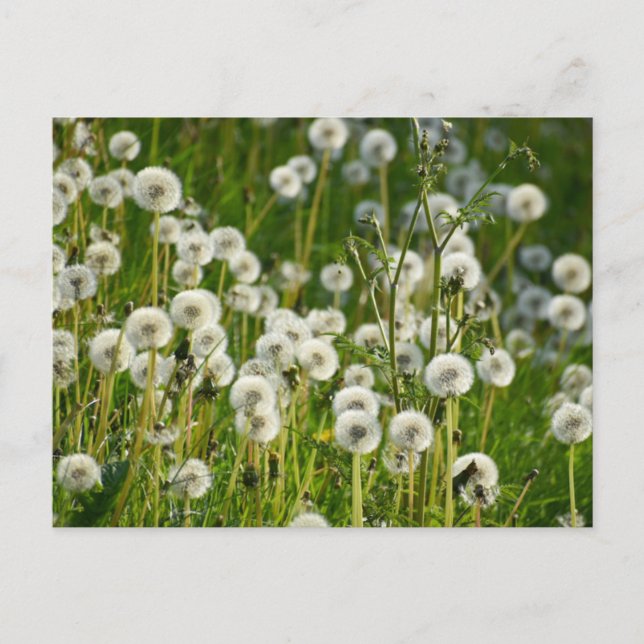 Flowers Postcard (Front)