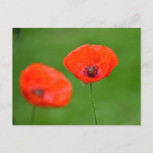 Flowers Postcard