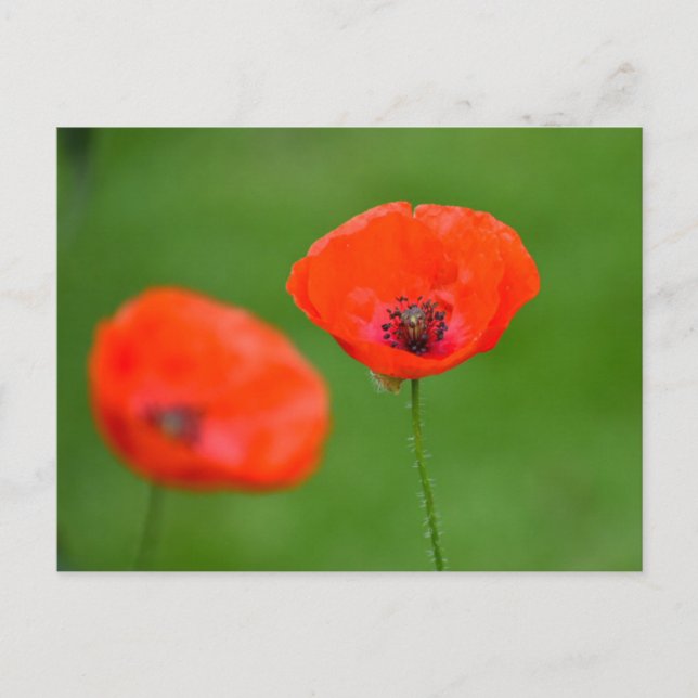 Flowers Postcard (Front)