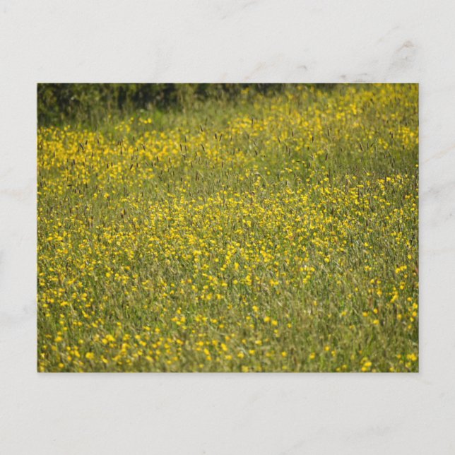 Flowers Postcard (Front)