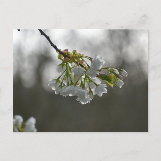 Flowers Postcard (Front)