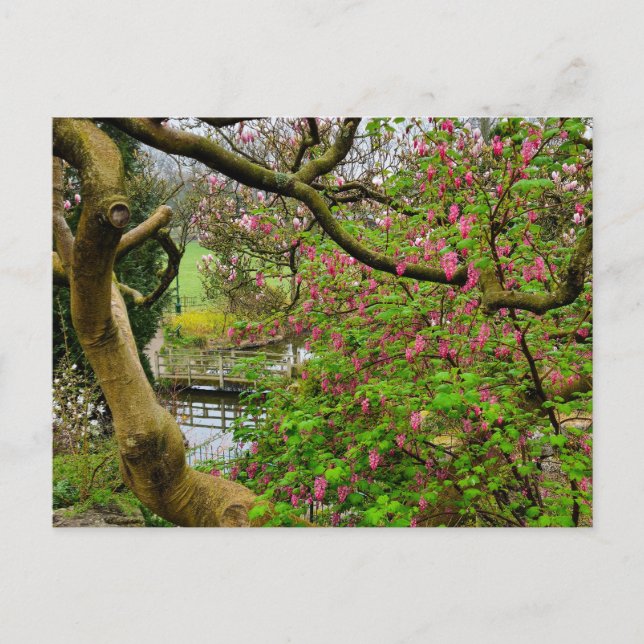 Flowers Postcard (Front)