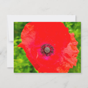 Flowers Postcard