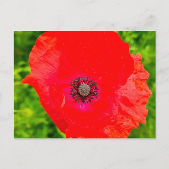 Flowers Postcard (Front)