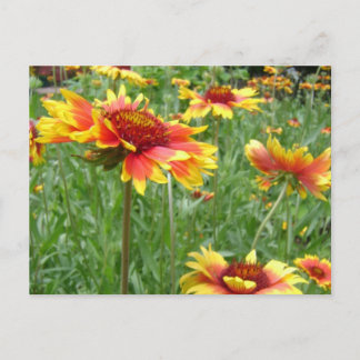 Flowers Postcard
