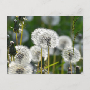 Flowers Postcard