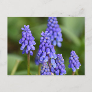 Flowers Postcard