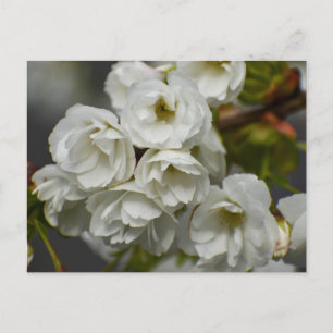 Flowers Postcard