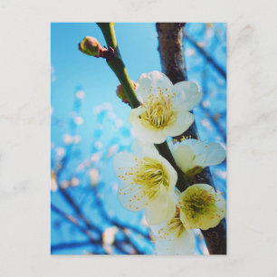 Flowers postcard