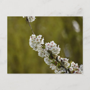 Flowers Postcard